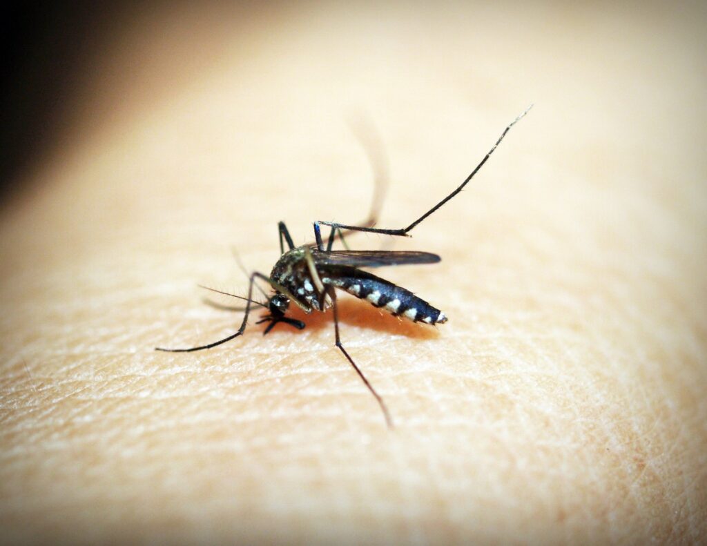 Dengue Fever Signs and Symptoms