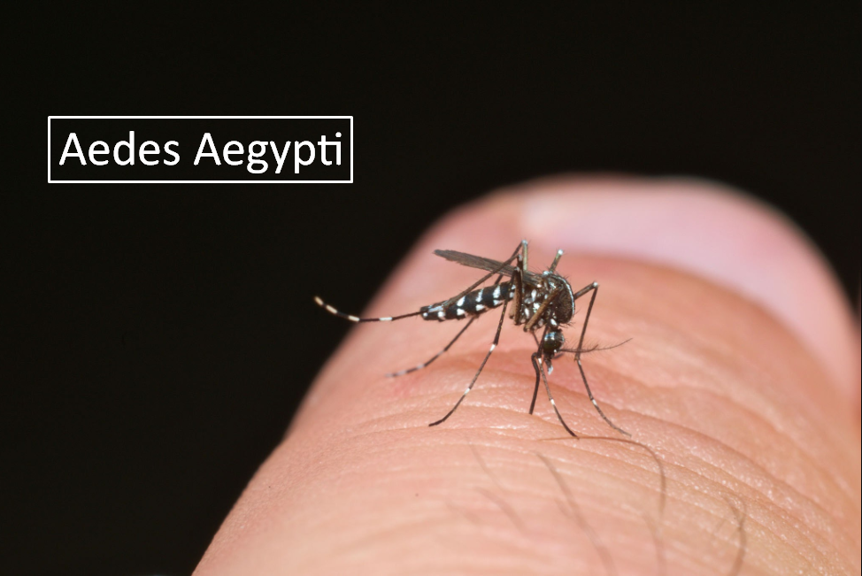 aedes aegypti dengue fever